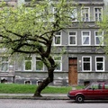Старинные дома и весенняя листва в Советске.