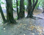 Деревья на краю оврага в сквере "Семейный".
