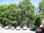 Зеленые улицы Калининграда.