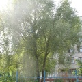 В летний, жаркий день в прохладной тени зеленого дерева..