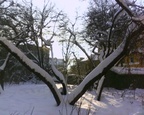 Деревья зимнего двора на ул. В.Котика.