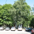 Зеленые улицы Калининграда.